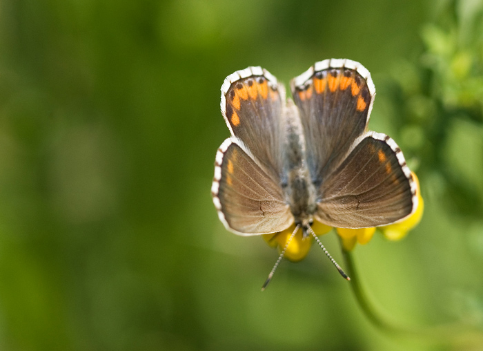 Femmina di Polyommatinae - Polyommatus (Lysandra) bellargus